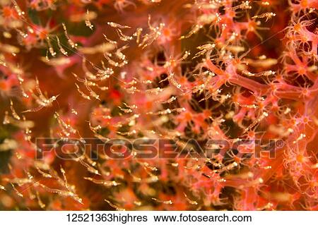 Mysid shrimp of the order Mysidacea, mass together in front of alcyonarian soft coral; Dumaguete, Philippines View Large Photo Image Stock Photograph - Mysid shrimp of the order Mysidacea, mass together in front of alcyonarian soft coral; Dumaguete, Philippines. Fotosearch