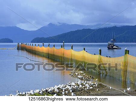 Stock Photograph - Net fence stretching out along wooden posts into the ocean with dark clouds over the coastline; Alaska, United States of America. Fotosearch