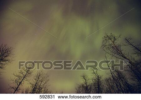 Northern lights Alberta Canada View Large Photo Image Stock Image - Northern lights Alberta Canada. Fotosearch