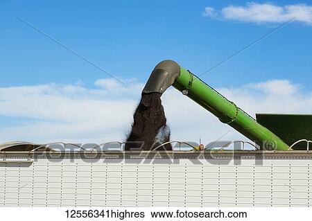 Stock Photograph - Offloading freshly harvested canola from a combine to a grain truck using the auger; Legal, Alberta, Canada. Fotosearch