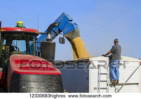 Offloading Grain Into A Transport Truck In Eastern Washington; Washington, United States Of America View Large Photo Image Stock Photograph - Offloading Grain Into A Transport Truck In Eastern Washington; Washington, United States Of America. Fotosearch