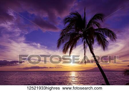 Stock Photograph - Palm tree at sunset; Kihei, Maui, Hawaii, United States of America. Fotosearch