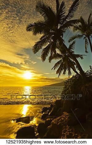 Stock Photograph - Palm trees at sunset; Kihei, Maui, Hawaii, United States of America. Fotosearch