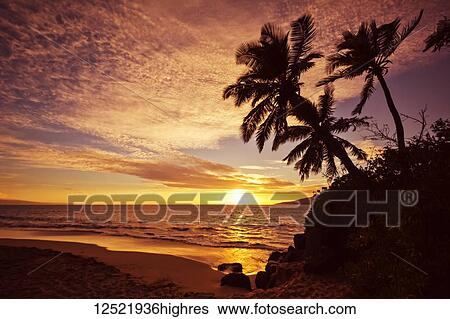 Palm trees at sunset; Kihei, Maui, Hawaii, United States of America View Large Photo Image Stock Photograph - Palm trees at sunset; Kihei, Maui, Hawaii, United States of America. Fotosearch