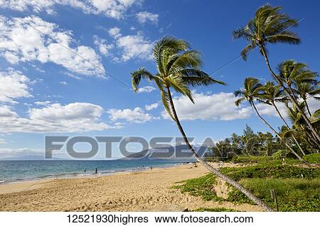 Stock Photograph - Palm trees lining Kamaole Beach; Kihei, Maui, Hawaii, United States of America. Fotosearch
