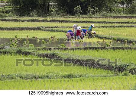 Stock Photograph - People planting rice in fields near Phonsavan; Xiangkhouang, Laos. Fotosearch