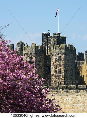 Pink cherry blossoms in front of the wall of Alnwick Castle; 0rthumberland, England View Large Photo Image Stock Photograph - Pink cherry blossoms in front of the wall of Alnwick Castle; 0rthumberland, England. Fotosearch