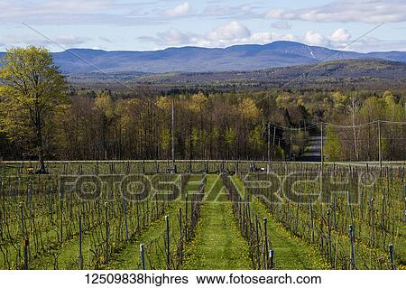 Stock Photograph - Producing a field of Frontenac Gris and Noir grapes for wine production; Shefford, Quebec, Canada. Fotosearch