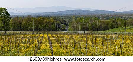Stock Photograph - Producing field of Frontenac Gris and Noir Grapes for wine production; Shefford, Quebec, Canada. Fotosearch