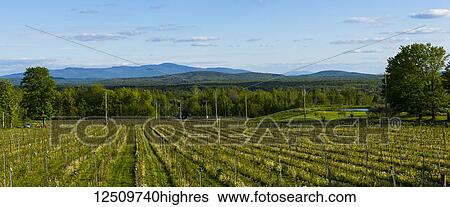 Stock Photograph - Producing field of Frontenac Gris and Noir Grapes for wine production; Shefford, Quebec, Canada. Fotosearch