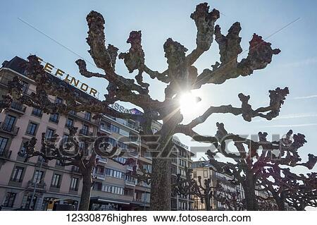 Stock Photograph - Quai Gustave-Ador, Geneva Waterfront, Part Of Geneva City's Famous Waterfront, Known As The Rade, Plane Trees (Platanus); Geneva, Switzerland. Fotosearch