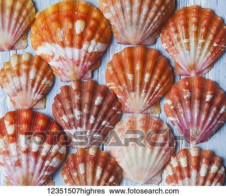 Rare, indigenous Hawaiian red sunrise scallop shells (Langford Pecten) laid out on a blue background; Honolulu, Oahu, Hawaii, United States of America View Large Photo Image Stock Photograph - Rare, indigenous Hawaiian red sunrise scallop shells (Langford Pecten) laid out on a blue background; Honolulu, Oahu, Hawaii, United States of America. Fotosearch