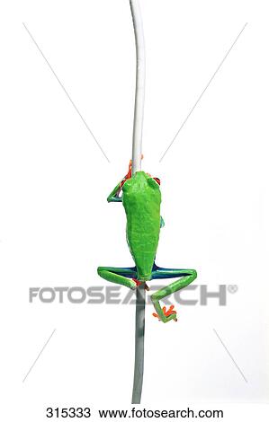 Stock Image - Red eyed tree frog climbing. Fotosearch