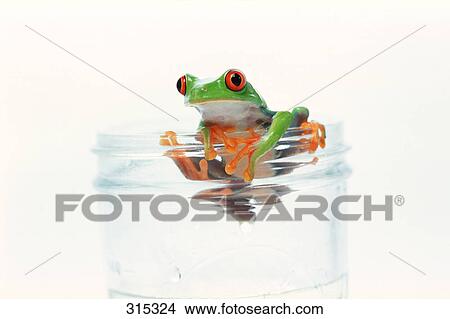 Picture - Red eyed tree frog hanging on. Fotosearch