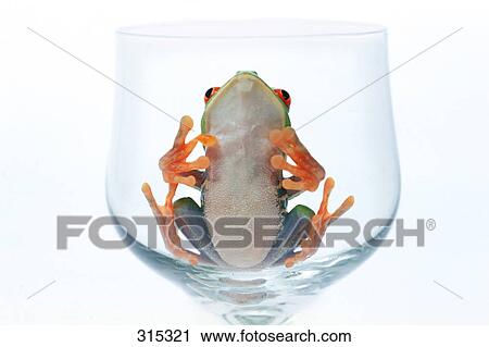 Stock Image - Red eyed tree frog in glass. Fotosearch