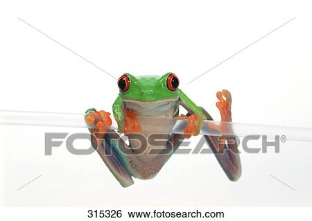 Red eyed tree frog on clear plastic straw View Large Photo Image Stock Photograph - Red eyed tree frog on clear plastic straw. Fotosearch