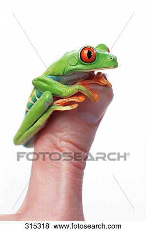 Stock Photo - Red eyed tree frog on thumb. Fotosearch