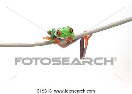 Stock Image - Red eyed tree frog. Fotosearch