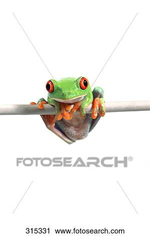 Stock Image - Red eyed tree frog. Fotosearch