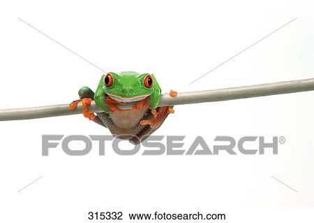 Stock Image - Red eyed tree frog. Fotosearch