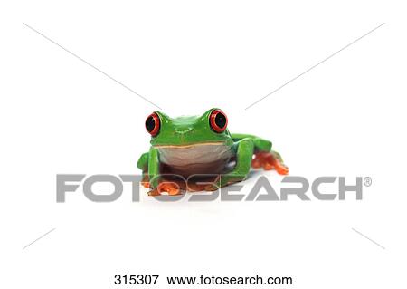 Stock Photo - Red eyed tree frog. Fotosearch