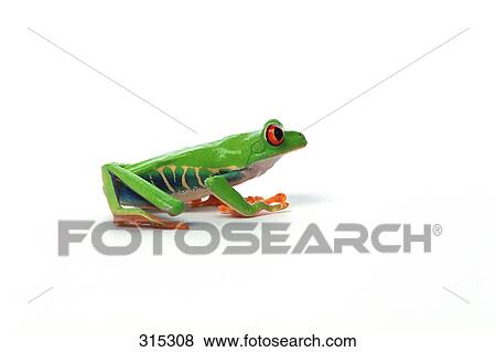 Red eyed tree frog View Large Photo Image Stock Photo - Red eyed tree frog. Fotosearch
