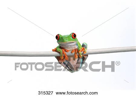 Stock Photo - Red-eyed tree frog. Fotosearch