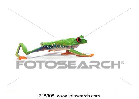 Red eyed tree frog walking View Large Photo Image Stock Photography - Red eyed tree frog walking. Fotosearch