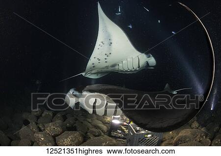 Stock Photograph - Reef Manta Rays (Manta alfredi), feed over baskets of lights used to attract plankton off the Kona Coast; Kona, Island of Hawaii, Hawaii, United States of America. Fotosearch