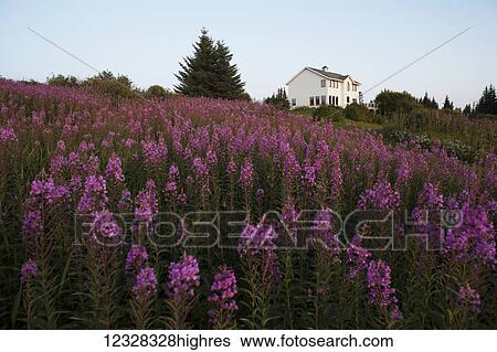 Residential Home Surrounded By Fireweed On Diamond Ridge, Homer, Southcentral Alaska, USA View Large Photo Image Stock Photograph - Residential Home Surrounded By Fireweed On Diamond Ridge, Homer, Southcentral Alaska, USA. Fotosearch