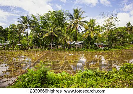 Rice Fields; Bilar, Bohol, Central Visayas, Philippines View Large Photo Image Stock Photograph - Rice Fields; Bilar, Bohol, Central Visayas, Philippines. Fotosearch