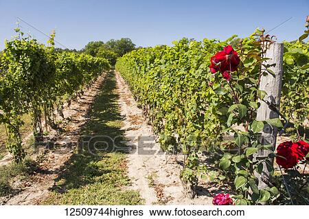 Rows of green vines with bright red roses in the foreground.; Waupoos, Ontario, Canada View Large Photo Image Stock Photograph - Rows of green vines with bright red roses in the foreground.; Waupoos, Ontario, Canada. Fotosearch