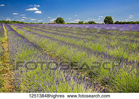 Stock Photograph - Rows of lavender soak up the summer sun in the Aquitaine region, in the Southwest of France; France. Fotosearch