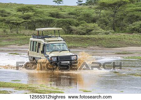 Stock Photograph - Safari vehicle splashes through flooded gully in the Ndutu area of the Ngorongoro Conservation Area on the Serengeti Plains; Tanzania. Fotosearch