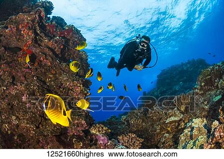 Stock Photograph - Scuba diver looking at bright Butterflyfish (Chaetodontidae); Lanai City, Lanai, Hawaii, United States of America. Fotosearch