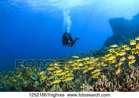 Scuba diver with a large school of Bluestripe Snappers (Lutjanus kasmira) swimming over healthy reef; Lanai City, Lanai, Hawaii, United States of America View Large Photo Image Stock Photograph - Scuba diver with a large school of Bluestripe Snappers (Lutjanus kasmira) swimming over healthy reef; Lanai City, Lanai, Hawaii, United States of America. Fotosearch