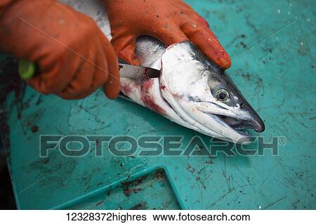 Set-Net Fisherman Cutting The Gill To Bleed Their Red Salmon Aboard Their Skiff In Seldovia, Alaska. View Large Photo Image Stock Photograph - Set-Net Fisherman Cutting The Gill To Bleed Their Red Salmon Aboard Their Skiff In Seldovia, Alaska.. Fotosearch