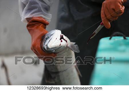 Stock Photograph - Set-net fisherman cutting the gill to bleed his red salmon aboard a skiff in Seldovia, South-central Alaska; Alaska, United States of America. Fotosearch