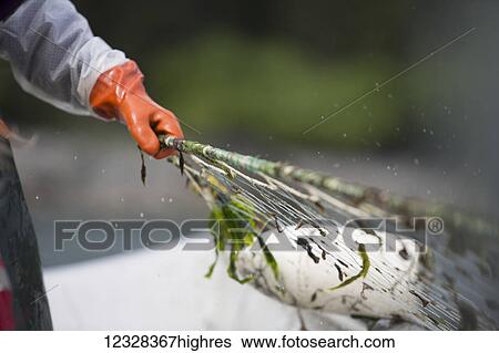 Stock Photograph - Set-Net Fisherman Pulling The Net Aboard Their Set-Net Skiff In Seldovia, Alaska.. Fotosearch