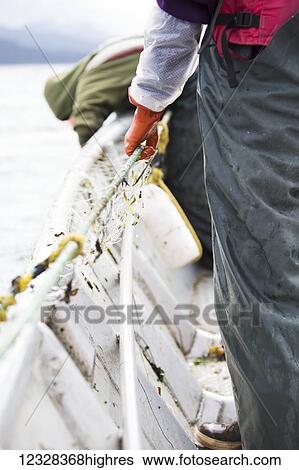 Set-Net Fishermen Pulling The Net Aboard Their Set-Net Skiff In Seldovia, Alaska. View Large Photo Image Stock Photograph - Set-Net Fishermen Pulling The Net Aboard Their Set-Net Skiff In Seldovia, Alaska.. Fotosearch