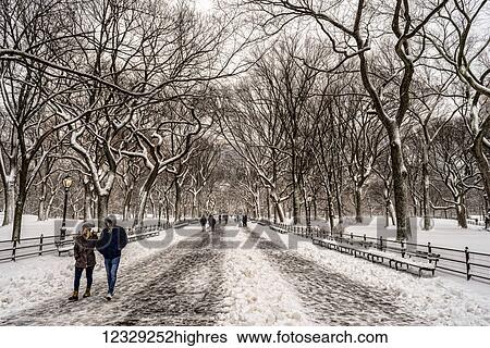 Stock Photograph - Snow-Covered Trees In The Mall, Central Park; New York City, New York, United States Of America. Fotosearch