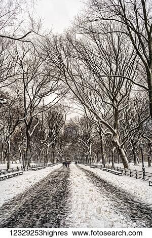 Stock Photograph - Snow-Covered Trees In The Mall, Central Park; New York City, New York, United States Of America. Fotosearch