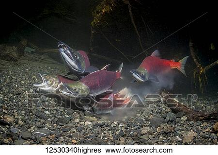 Sockeye Salmon, also known as Red Salmon (Oncorhynchus nerka) spawning in an Alaskan stream during the summer. The small male is a jack; Alaska, United States of America View Large Photo Image Stock Photograph - Sockeye Salmon, also known as Red Salmon (Oncorhynchus nerka) spawning in an Alaskan stream during the summer. The small male is a jack; Alaska, United States of America. Fotosearch