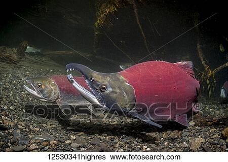 Stock Photograph - Sockeye Salmon, also known as Red Salmon (Oncorhynchus nerka) spawning in an Alaskan stream during the summer. Two competing males are lurking nearby, one is visible at the right edge of the frame and the other, a jack or precocial male, is visible.... Fotosearch