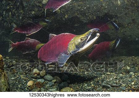 Stock Photograph - Sockeye Salmon, also known as Red Salmon (Oncorhynchus nerka) male threatening a challenger by also raising his snout in an Alaskan stream during the summer; Alaska, United States of America. Fotosearch