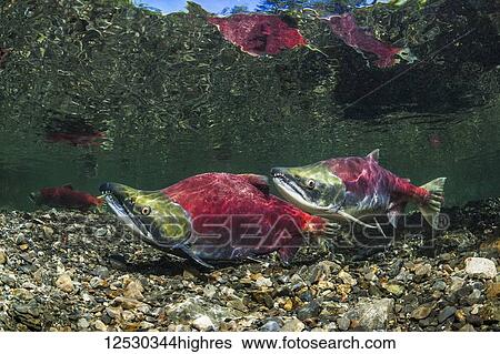 Sockeye Salmon, also known as Red Salmon (Oncorhynchus nerka) spawning pair in an Alaskan stream during the summer; Alaska, United States of America View Large Photo Image Stock Photograph - Sockeye Salmon, also known as Red Salmon (Oncorhynchus nerka) spawning pair in an Alaskan stream during the summer; Alaska, United States of America. Fotosearch