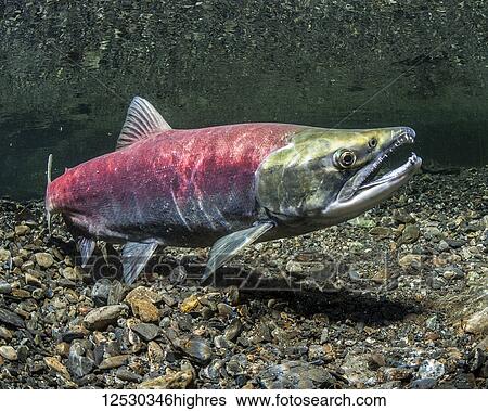 Stock Photograph - Sockeye Salmon, also known as Red Salmon (Oncorhynchus nerka) female in breeding (nuptial) coloration in an Alaskan stream during the summer; Alaska, United States of America. Fotosearch