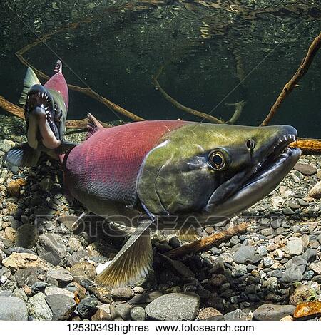 Stock Photograph - Sockeye Salmon, also known as Red Salmon (Oncorhynchus nerka) spawning pair in an Alaskan stream during the summer; Alaska, United States of America. Fotosearch