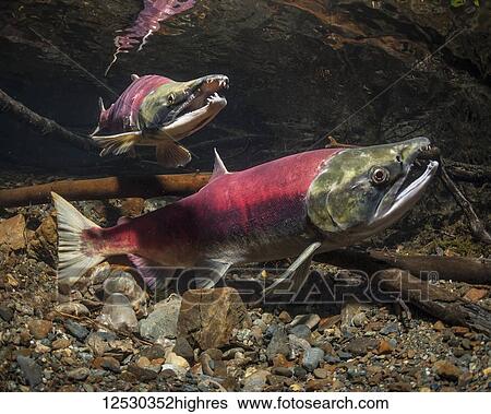 Stock Photograph - Sockeye Salmon, also known as Red Salmon (Oncorhynchus nerka) probes her redd while a male guards in an Alaskan stream during the summer; Alaska, United States of America. Fotosearch