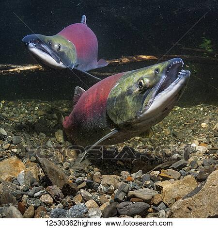 Sockeye Salmon, also known as Red Salmon (Oncorhynchus nerka) male crosses over a female as part of courtship in an Alaskan stream during the summer; Alaska, United States of America View Large Photo Image Stock Photograph - Sockeye Salmon, also known as Red Salmon (Oncorhynchus nerka) male crosses over a female as part of courtship in an Alaskan stream during the summer; Alaska, United States of America. Fotosearch